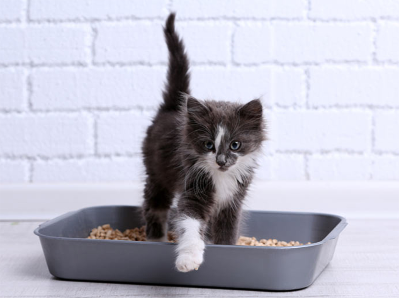 What’s the best cat litter?